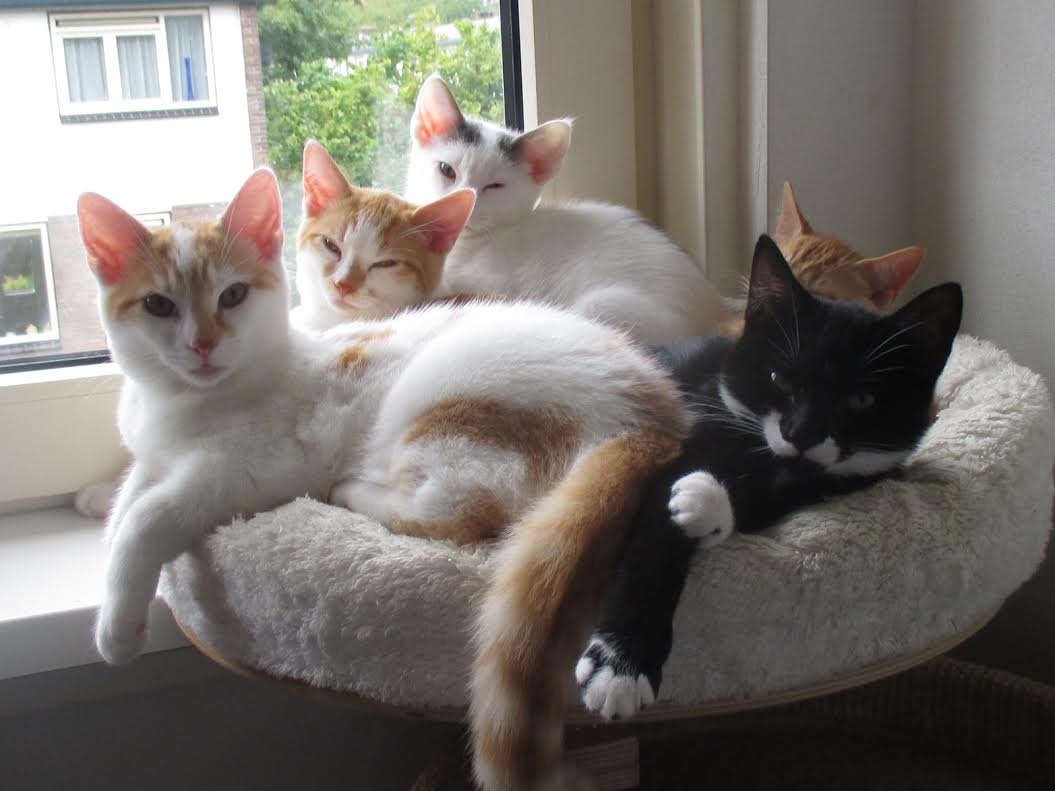 drie Viskeus kooi Waarom wij uitsluitend kittens plaatsen bij een andere jonge kat (maximaal  2 jaar oud) of samen met 1 van zijn speelmaatjes. - dierenvangnet.nl